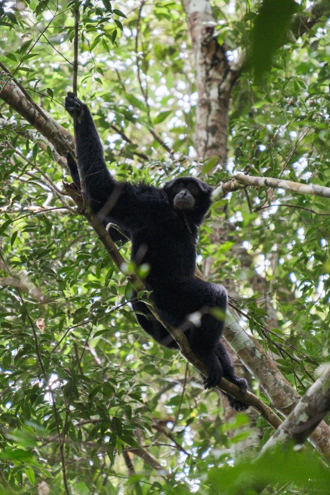 Magpie Homestay & Jungle Trekking Especially For Guest Trekking With Us بوكيت لاوانج المظهر الخارجي الصورة