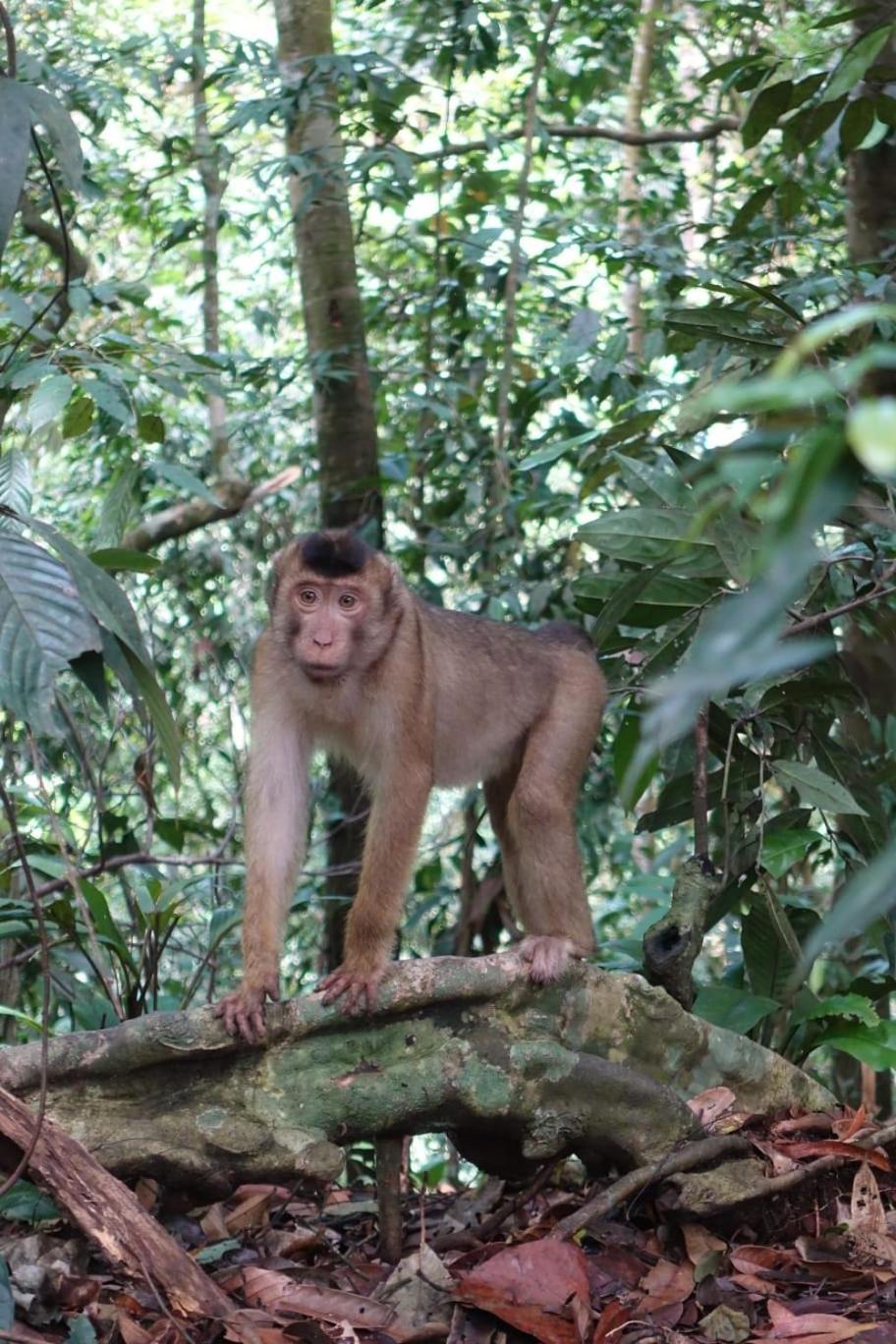Magpie Homestay & Jungle Trekking Especially For Guest Trekking With Us بوكيت لاوانج الغرفة الصورة