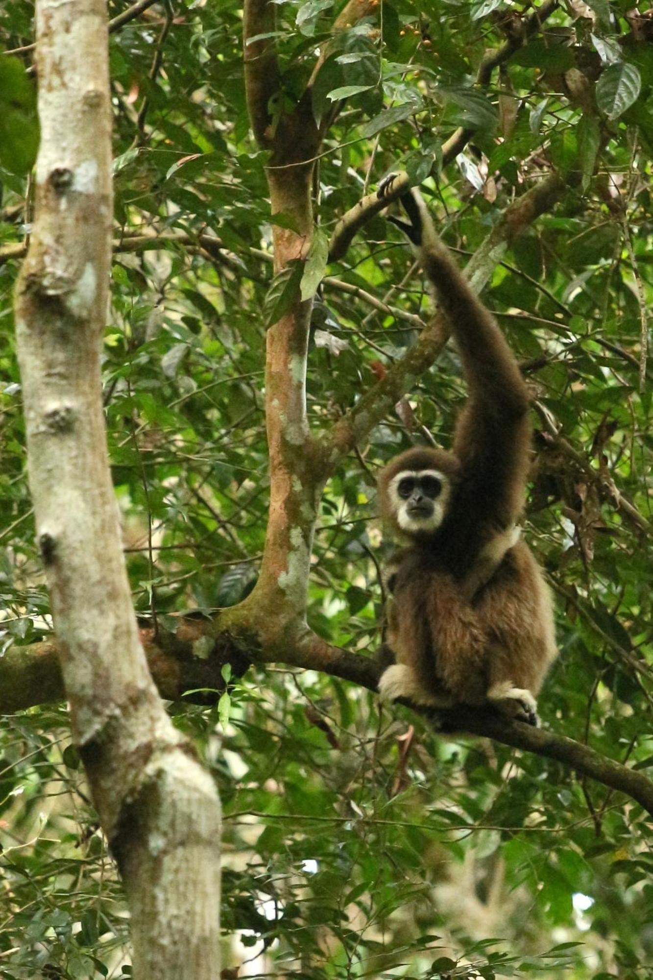 Magpie Homestay & Jungle Trekking Especially For Guest Trekking With Us بوكيت لاوانج المظهر الخارجي الصورة