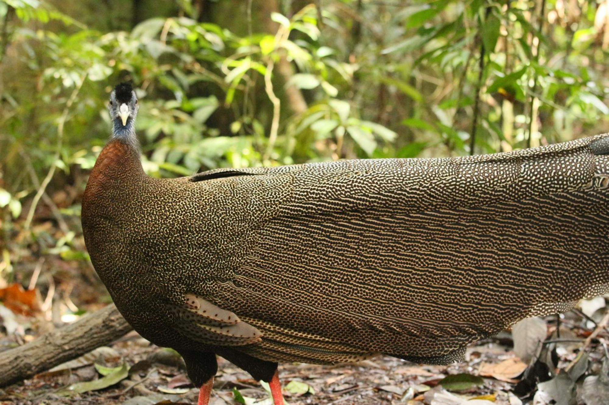 Magpie Homestay & Jungle Trekking Especially For Guest Trekking With Us بوكيت لاوانج المظهر الخارجي الصورة