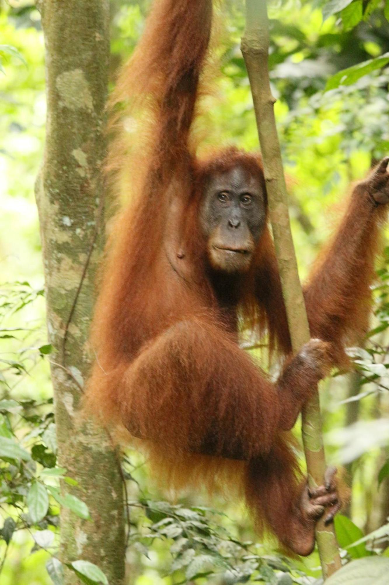 Magpie Homestay & Jungle Trekking Especially For Guest Trekking With Us بوكيت لاوانج المظهر الخارجي الصورة